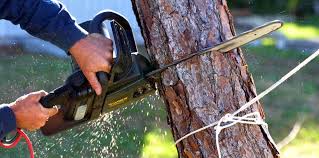 Best Tree Preservation Services  in Corrales, NM