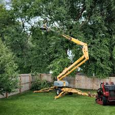 Best Fruit Tree Pruning  in Corrales, NM