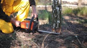 Best Tree Health Inspection  in Corrales, NM