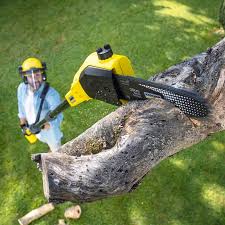 Best Palm Tree Trimming  in Corrales, NM