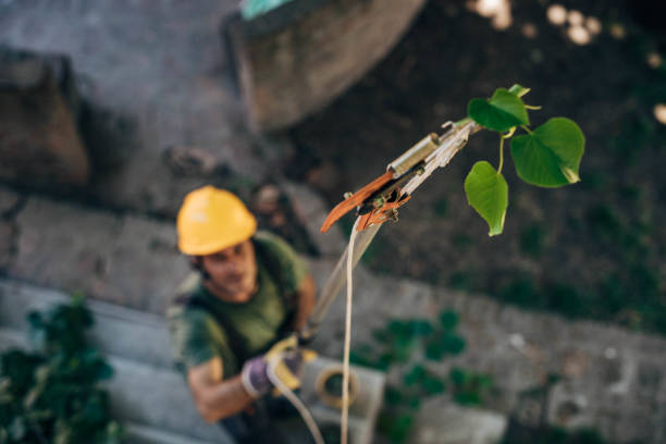 Best Tree Mulching  in Corrales, NM
