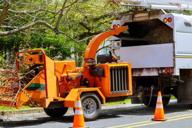 Best Seasonal Cleanup (Spring/Fall)  in Corrales, NM