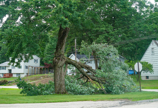 Best Tree and Shrub Care  in Corrales, NM