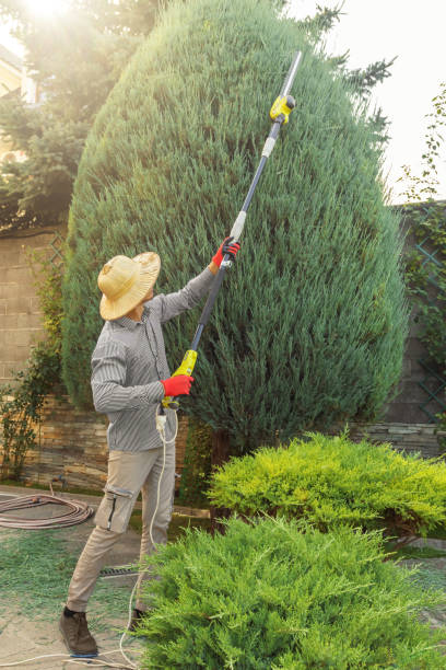 Best Lawn Disease Treatment  in Corrales, NM