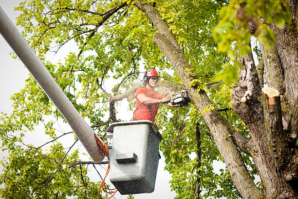 Trusted Corrales, NM Tree Removal Experts