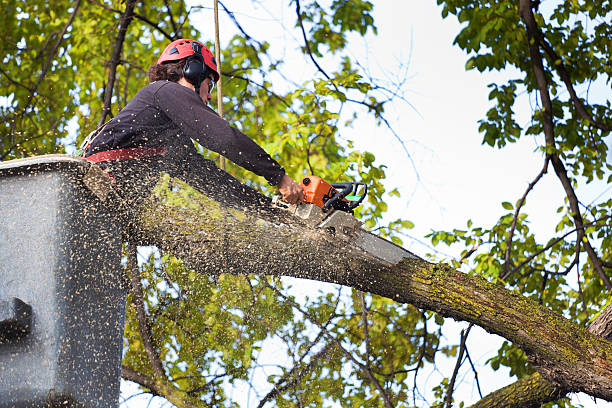 How Our Tree Care Process Works  in  Corrales, NM