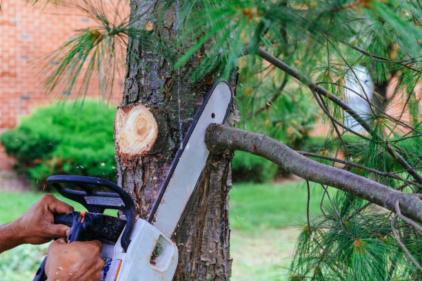 Best Tree Trimming and Pruning  in Corrales, NM